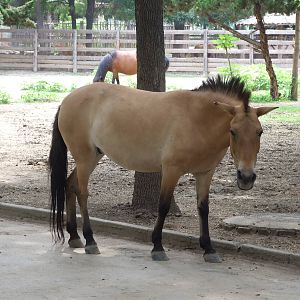 Przewalski's horse