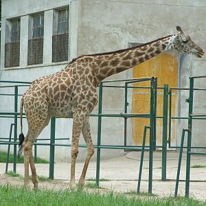 Masai giraffe