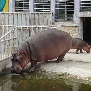 Hippopotamus