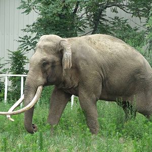 Asian elephant bull