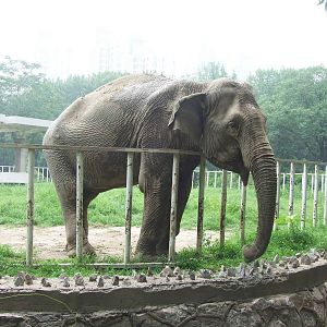 Asian elephant