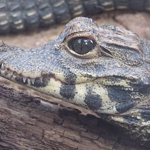 West African Dwarf Crocodile