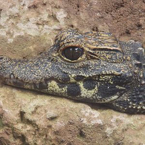 West African Dwarf Crocodile