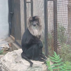 Lion-tailed macaque