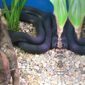 Montane egg-eating Snake at Terra Natura, 03/08/14