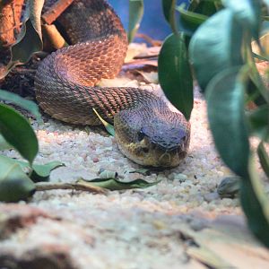 Mexican black-tailed Rattlesnake at Terra Natura, 03/08/14