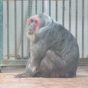 Stump-tailed macaque