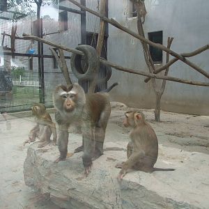 Southern pig-tailed macaque