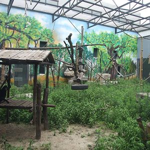 Gibbon exhibit