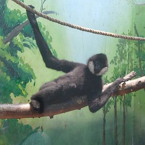 Northern white-cheeked gibbon