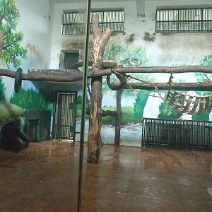 Chimpanzee enclosure
