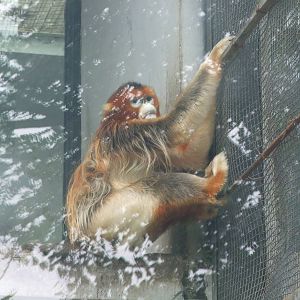 Golden snub-nosed monkey