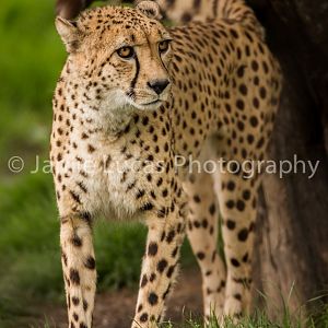 Cheetah