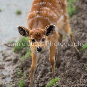 Young Sitatunga