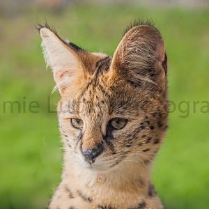 Serval