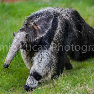 Giant Anteater