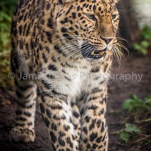 Amur Leopard