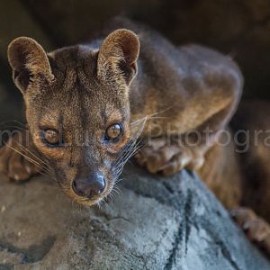 Fossa