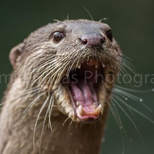 Smooth Coated Otter