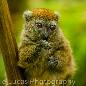 Northern Bamboo Lemur
