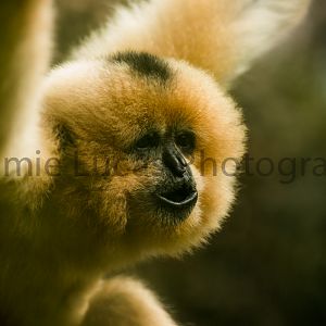 Red-Cheeked Gibbon
