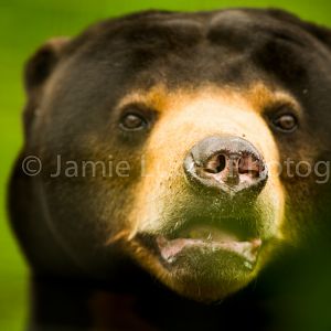 Sun Bear
