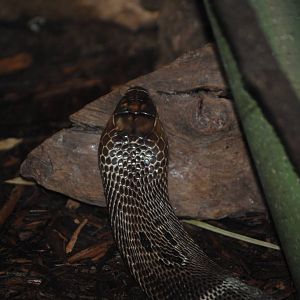 Indian Cobra