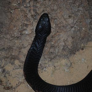 Black-Necked Spitting Cobra