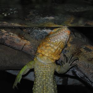 Northern Caiman Lizard