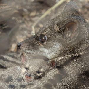 Fanaloka (Fossa fossana) female with young