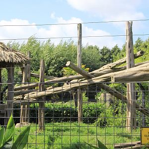 Sun Bears enclosure