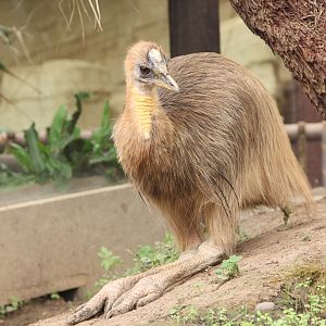 Golden-necked Cassowary imm.