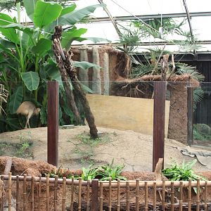 Cassowary enclosure
