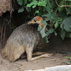 Golden-necked Cassowary imm. (second one bird)