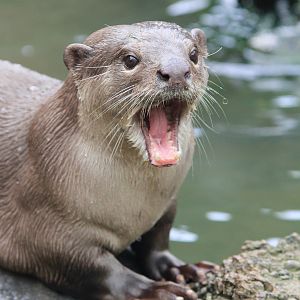 Smooth Coated Otter (Lutrogale perspicillata)