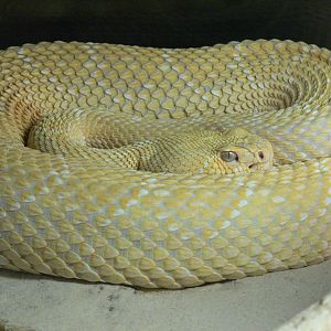 (albino) Western Diamondback Rattlesnake at Terra Natura, 03/08/14