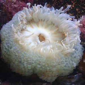 Sea anemone species
