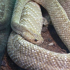 Uracoan Rattlesnake at Terra Natura, 03/08/14