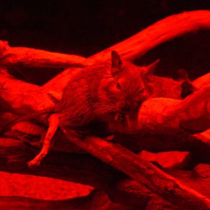 Degu at Terra Natura, 03/08/14