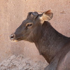 Sambar at Terra Natura, 03/08/14