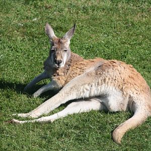Red Kangaroo, 4th August 2014