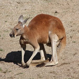 Red Kangaroo, 4th August 2014