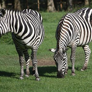 Grant's Zebras, 4th August 2014