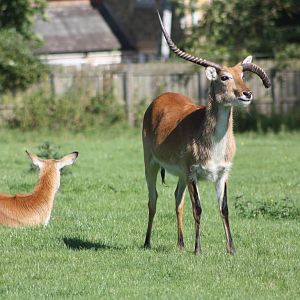 Not perfect horns, 4th August 2014