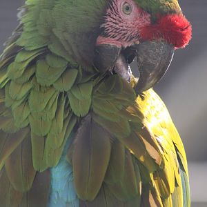 Military Macaw, 4th August 2014
