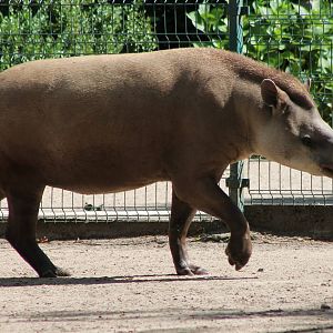 Lowland tapir