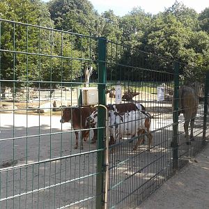 African enclosure