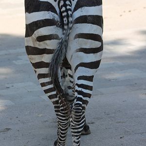 Zebra