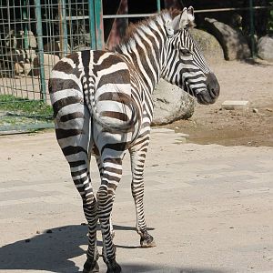Zebra