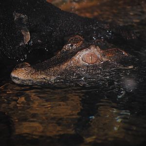 Cuvier's Dwarf Caiman